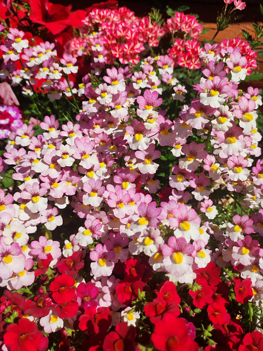 Немезии и компания (фото автора)