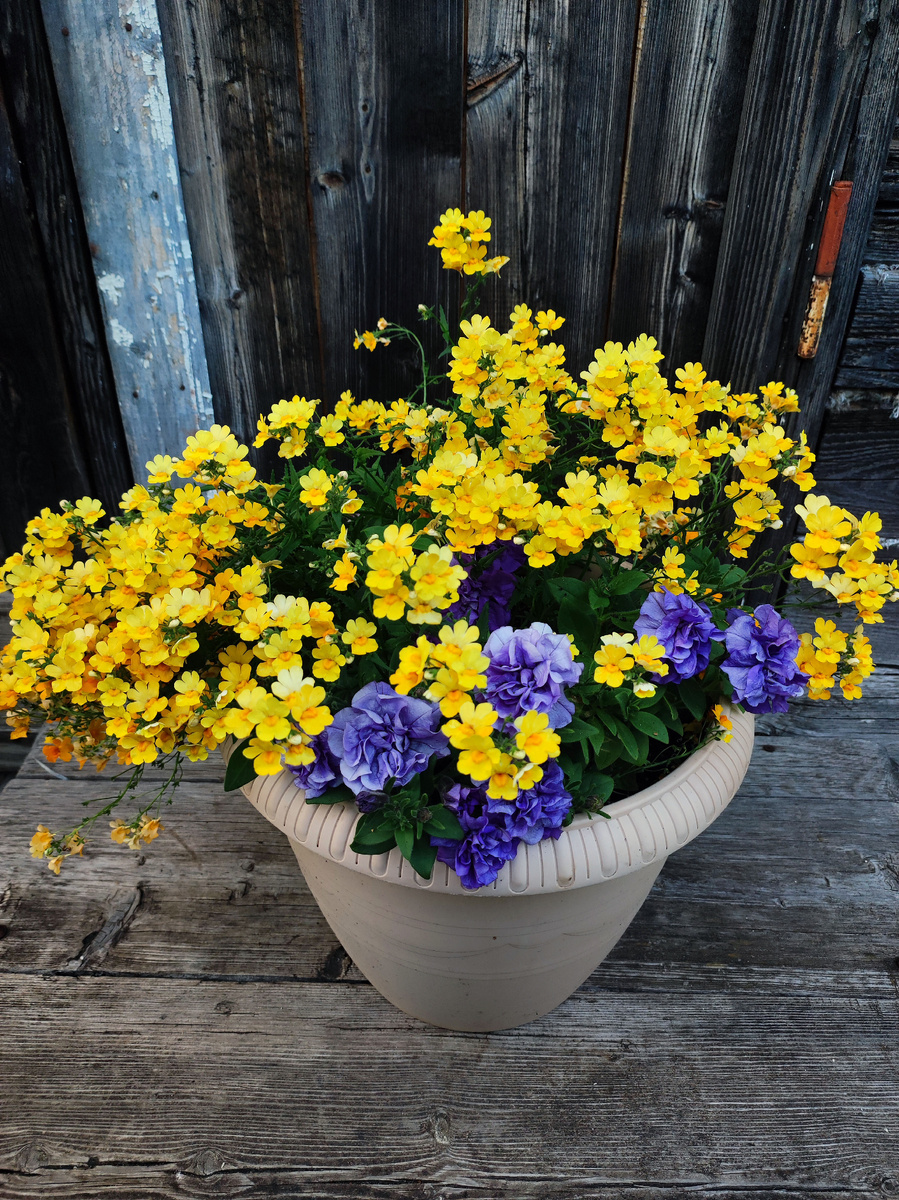 Немезия и петуния - дружные соседи (фото автора)