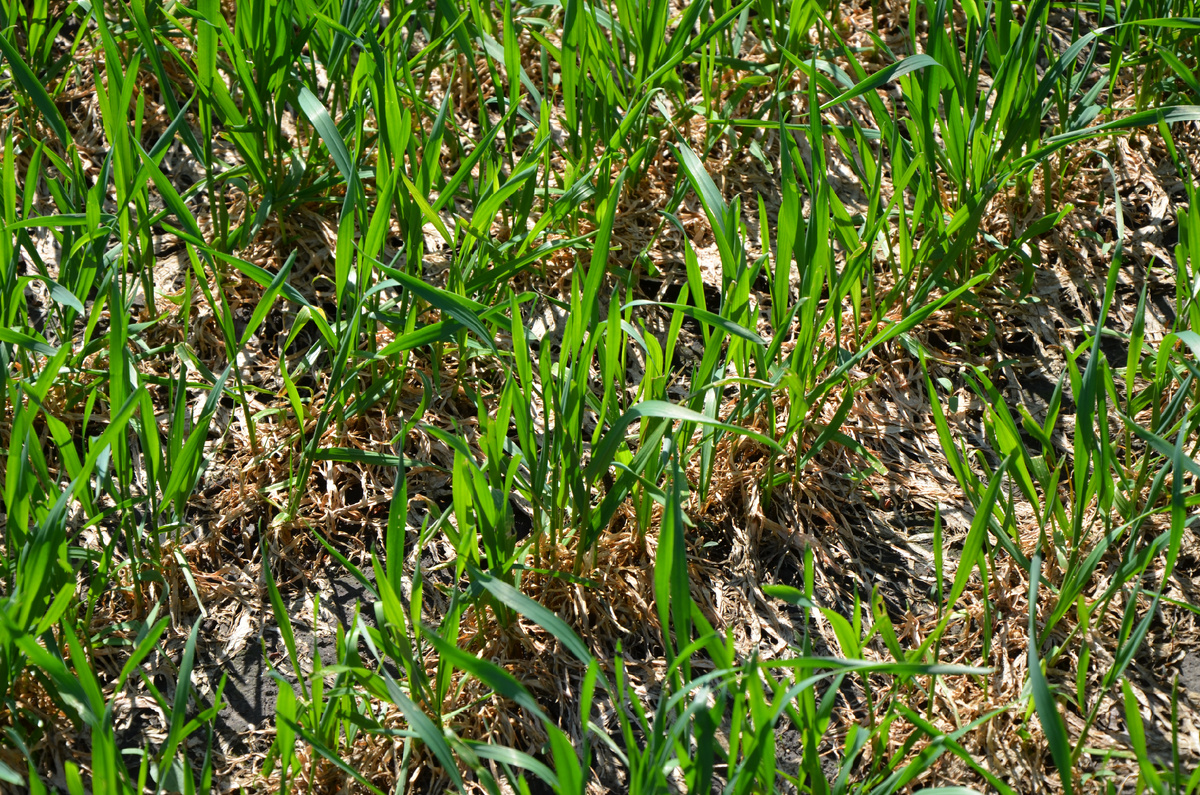 Старт весеннего роста: выход культуры из зимнего покоя