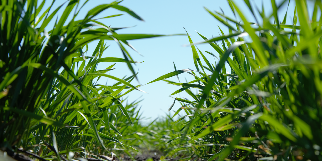 Как помочь озимым культурам весной: эффективные решения на примере пшеницы и рапса.