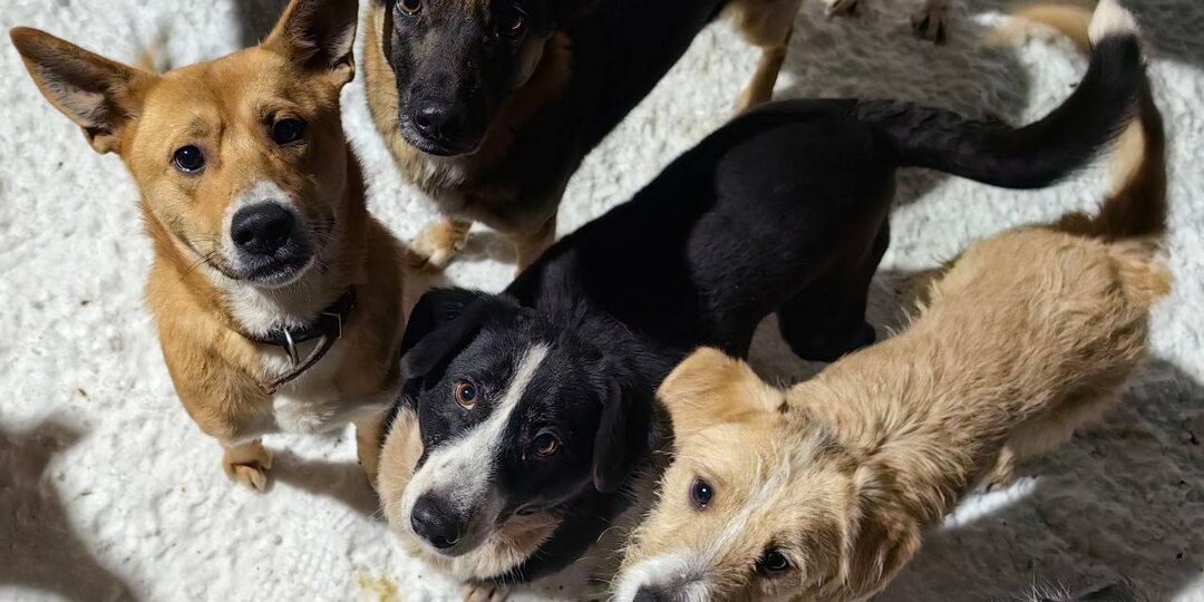 Сегодня снова открыта корзина помощи на сайте BUDDY DINNER