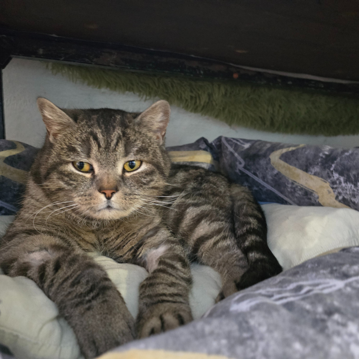 золотые глаза полные безмолвной печали тоски