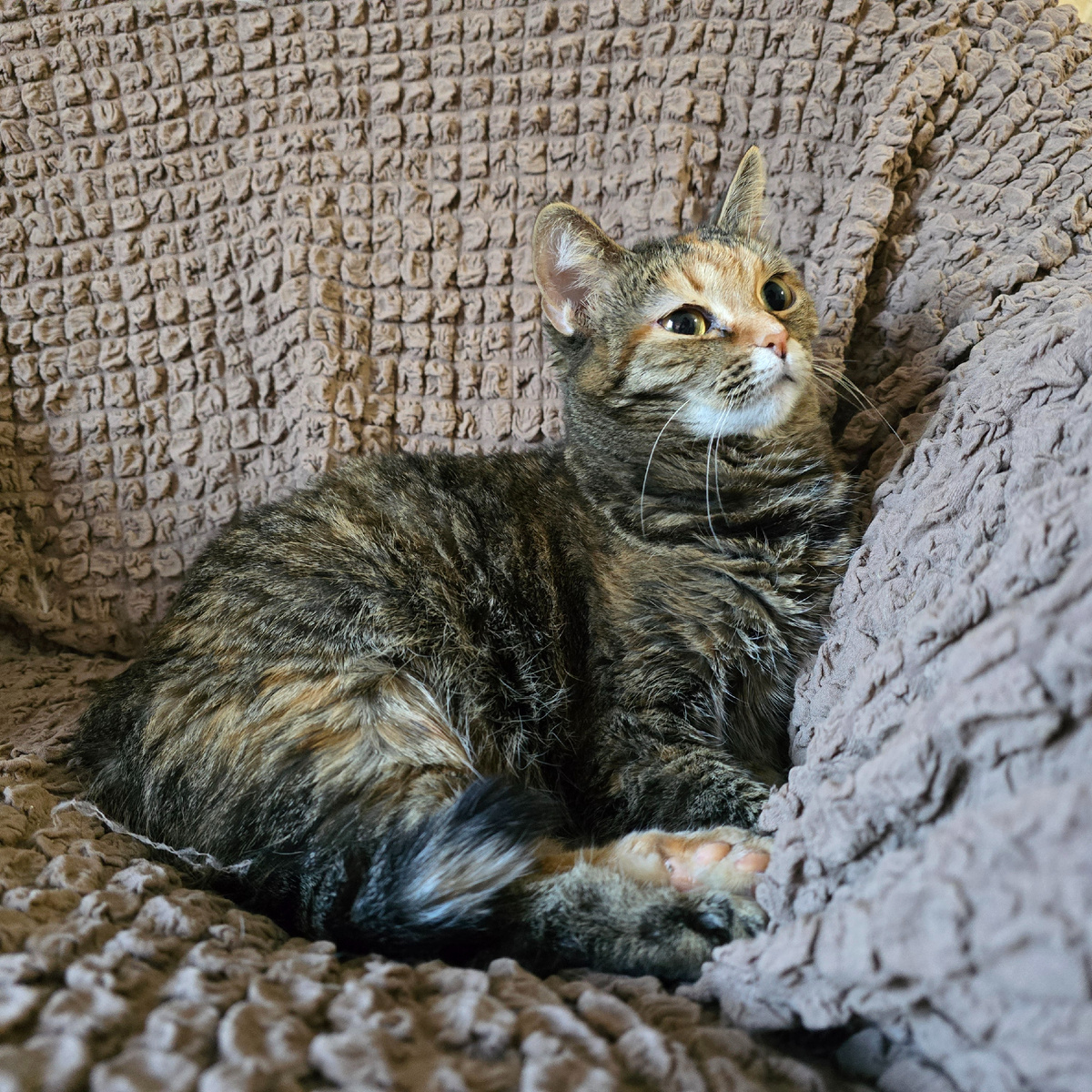 затаившаяся в углу тихая печаль безысходности