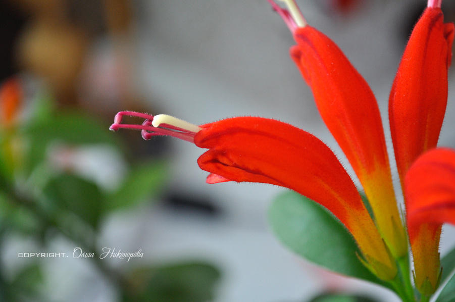 Эсхинантус великолепный