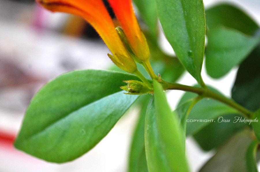 Цветочный бутон