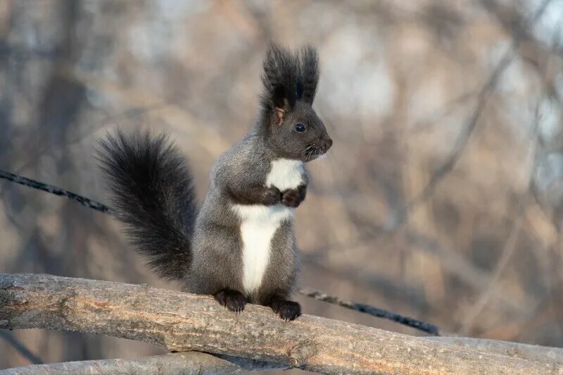 Белка маньчжурская. Фото из открытых источников