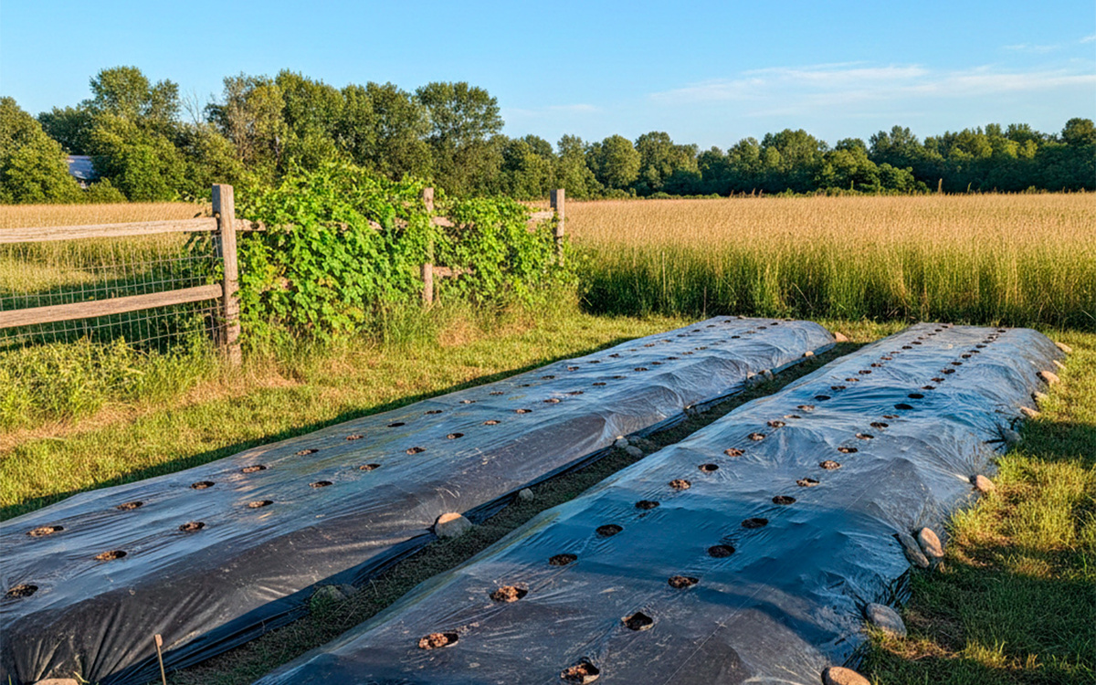 Подготовка грядок к ранней посадке: проверенный способ быстрого прогрева почвы Дмитрий Петров📷
