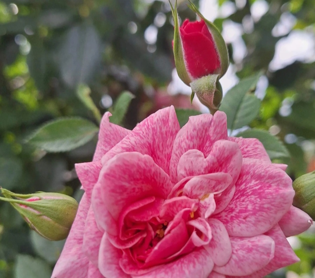 Фотоколлаж - собственность автора канала "ТАК НАДО".