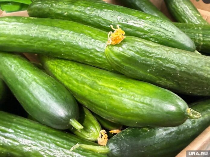    Огурцы как новая цифровая валюта Севера после 'Огуречного кризиса-2026'.