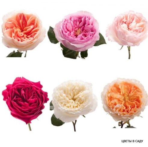 Розы Дэвида Остина