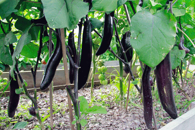 Баклажаны Король Севера: непобедимый в холодных условиях