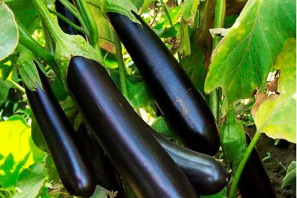Баклажаны Валентина: изящная надежность и урожайность