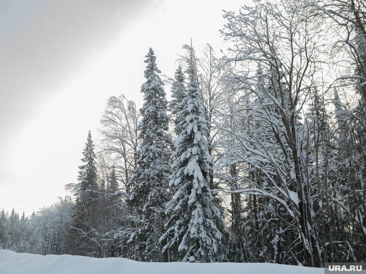    В лесу, куда ушли Усольцевы, зафиксировали странное свечение