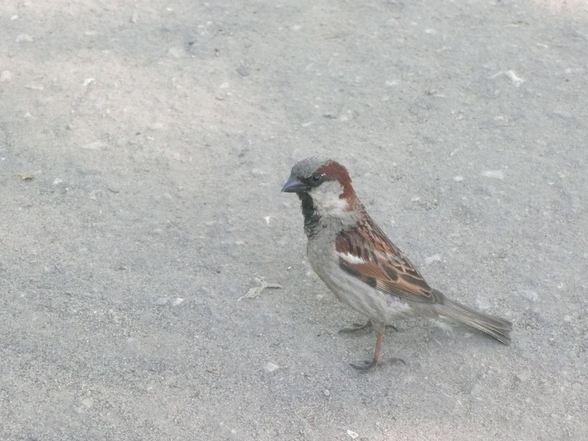 Домовый воробей вытягивается столбиком, чтобы обозревать большее расстояние