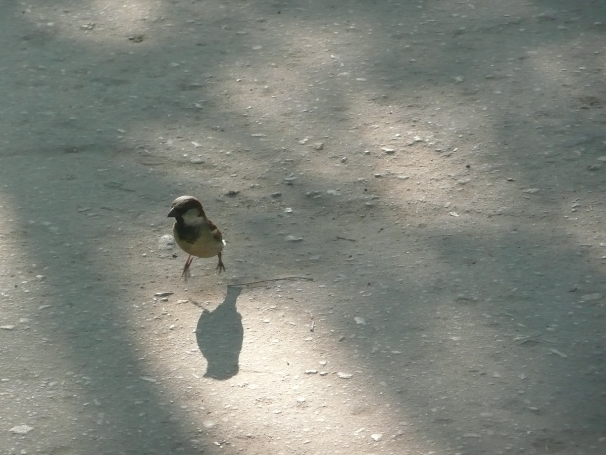 Добыча замечена, теперь в атаку...