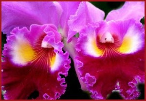 Роскошные орхидеи /из доступного фонда Яндекс.Картинки/