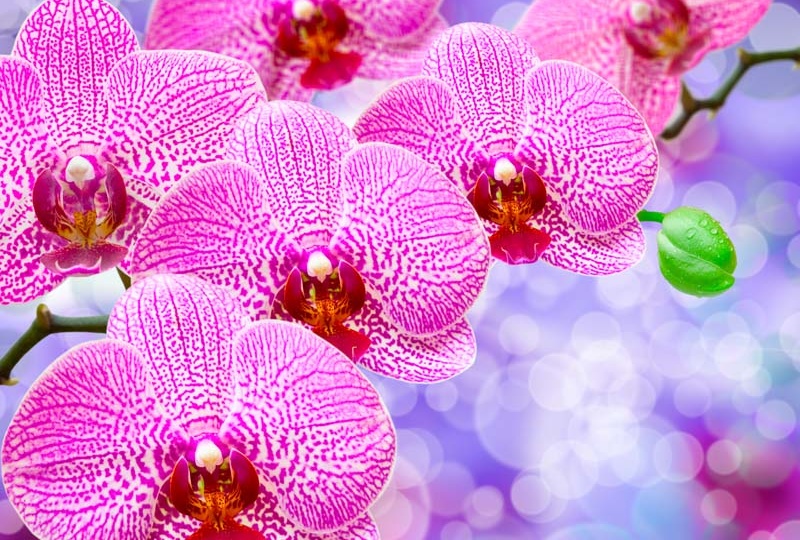 Красивые легенды об орхидеях - "осколках радуги". Цветы - лучший подарок женщинам на 8 Марта