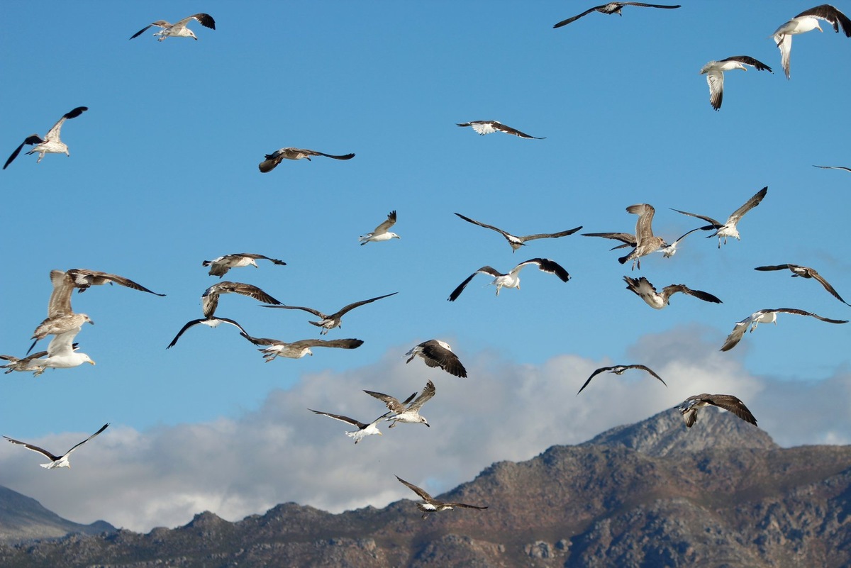    Крупные виды птиц постепенно исчезают из местных ареалов обитания, уступая место более мелким видам.