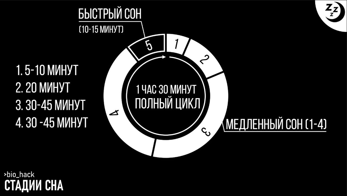    Фазы сна человека. Источник изображения: wikimedia.org