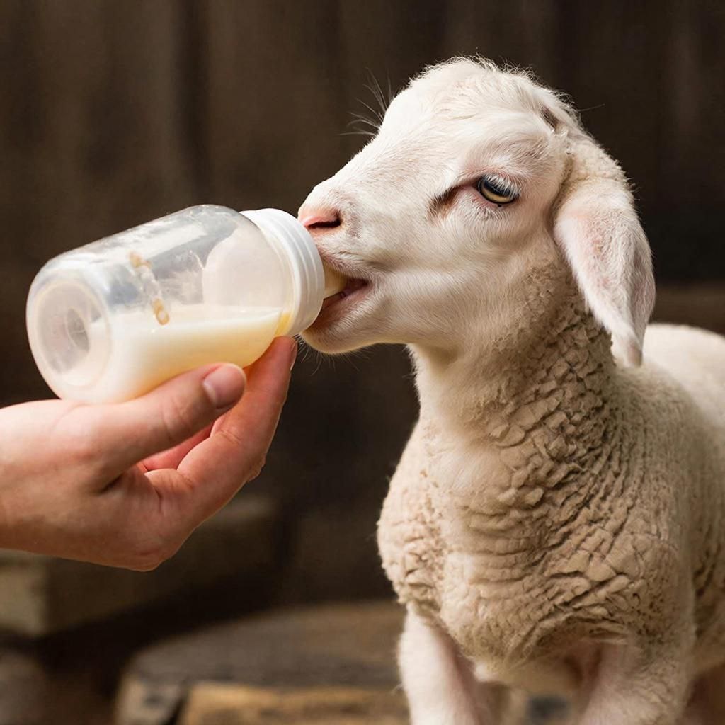 Наша ферма рядом с посёлком "Чистые Пруды": молоко, яйца, овощи, мясо - экологически чистые продукты