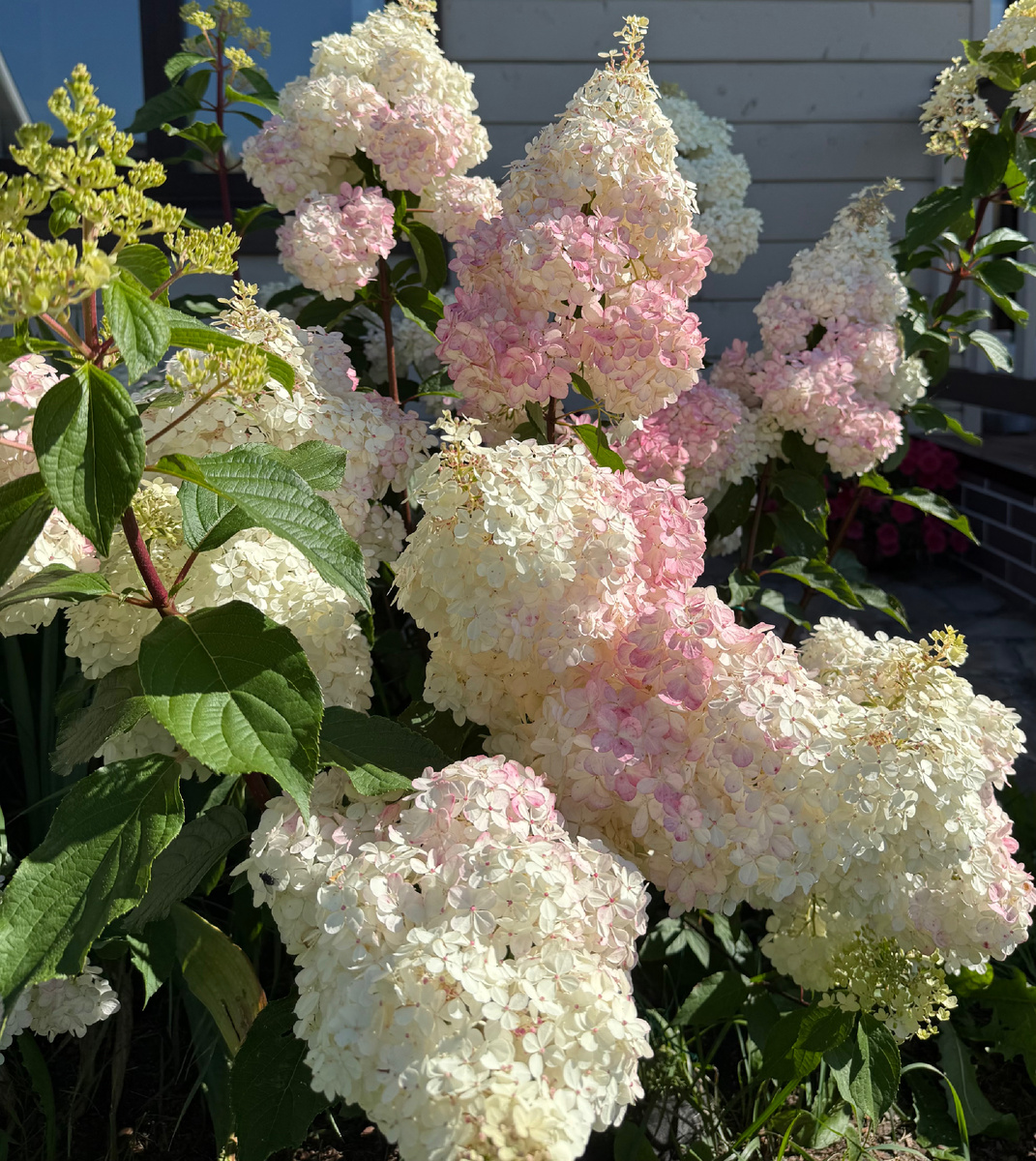 Ванила Фрайз 2025 год