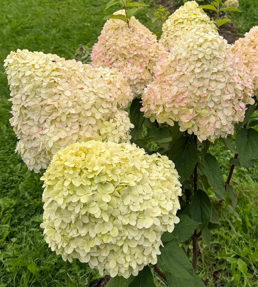 Лайм Лайт 2025 год