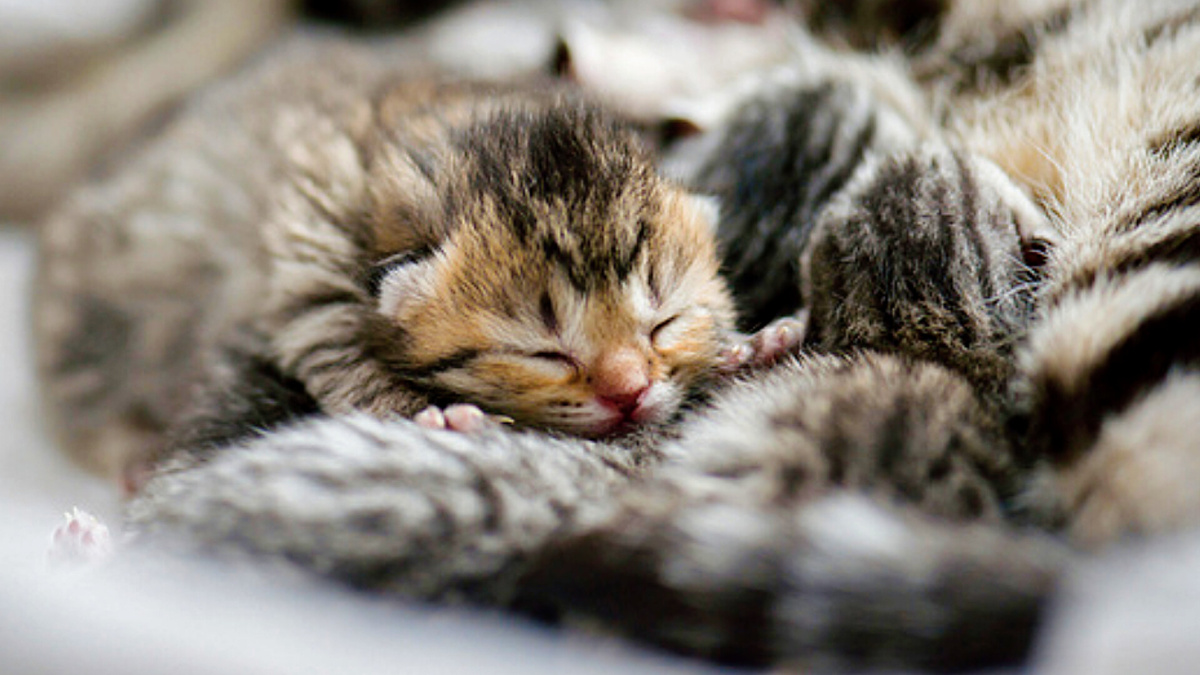 Мы ещё вам покажем! 