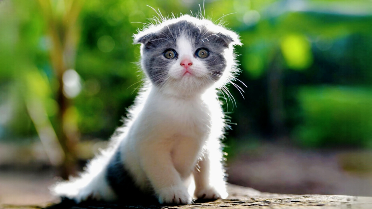 Весь мир у моих ног!