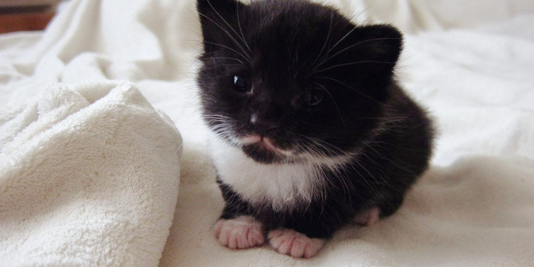 Маленький котёнок, как в полгода ребёнок: 11 навыков, коими кошки щеголяют уже в месяц