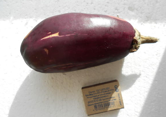 Баклажаны Бомбовоз: неприхотливость и всегда стабильный результат