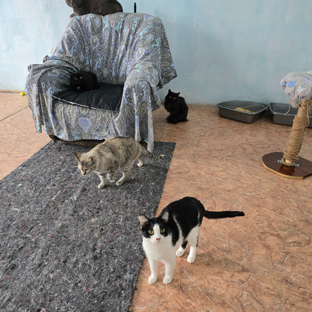 малыши ищут тепло среди холодных стен