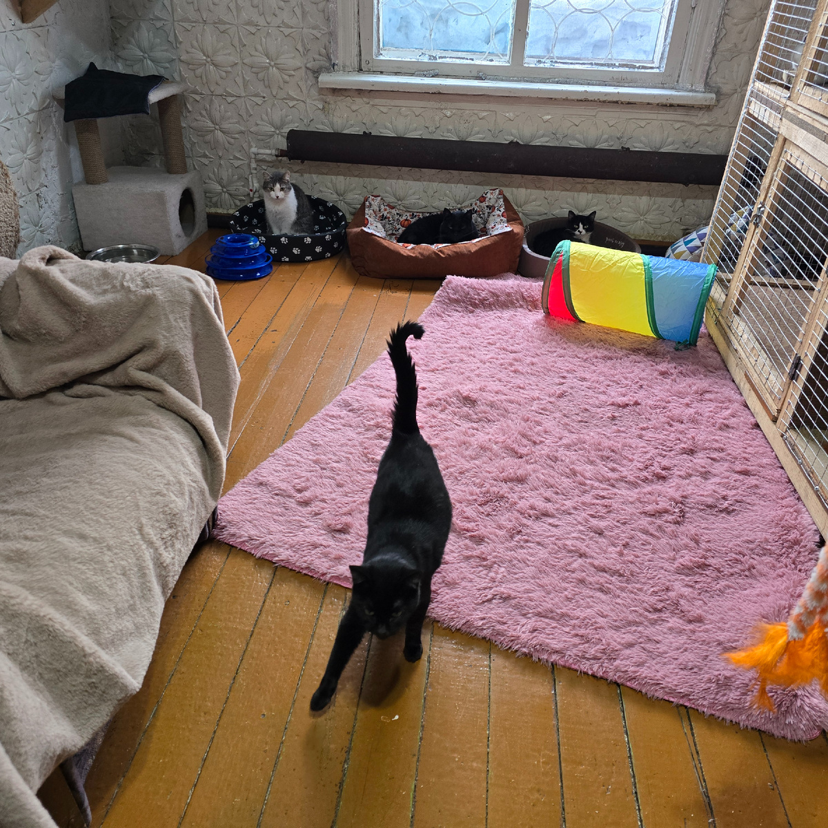 розовый ковер как островок надежды среди отчаяния