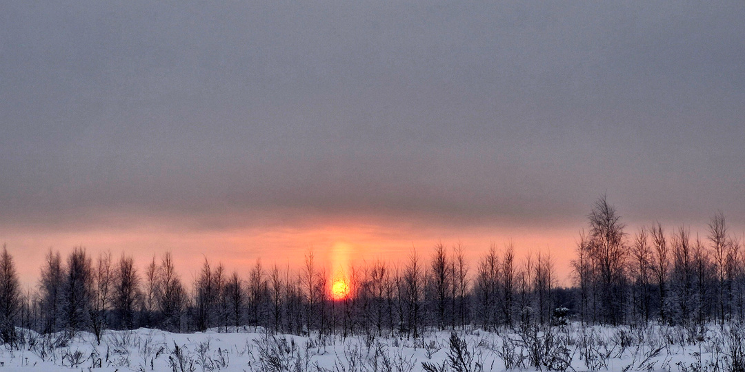Бомж, собачка и инвестор