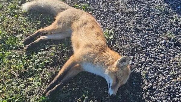    © Госкомветеринарии РК