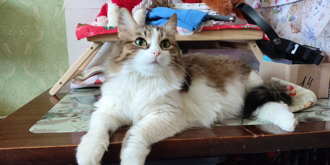 Порция веселья от котиков к пятнице