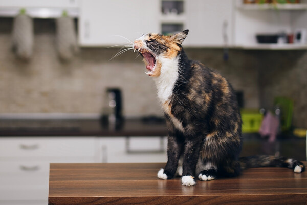 Jaromir Chalabala/Shutterstock/FOTODOM  