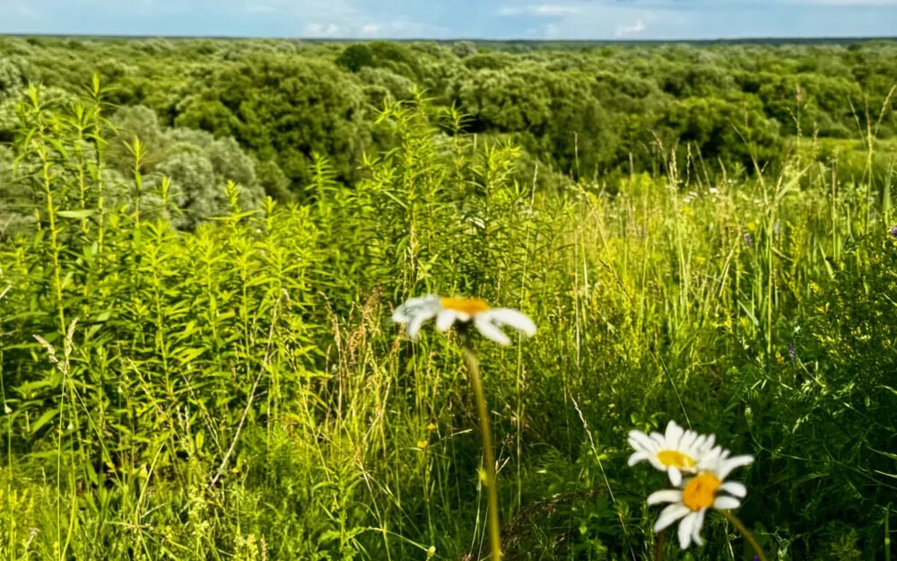    Фото: "Брянские новости"