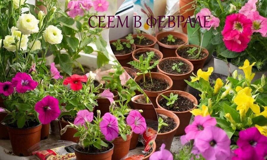 🌱 ТОП-12 цветов, которые нужно посеять на рассаду в феврале