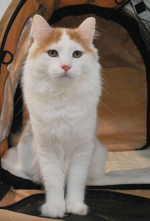 Егерь Сиберия