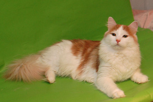 Егерь Сиберия