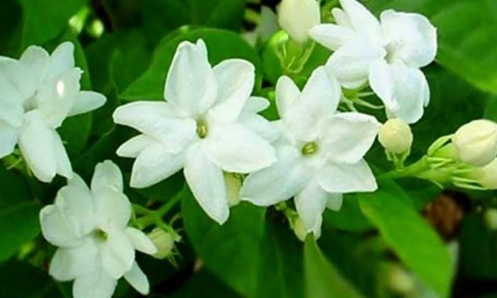 Жасмин самбак 