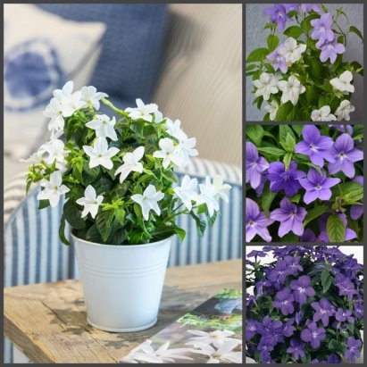 Благоухающие цветы