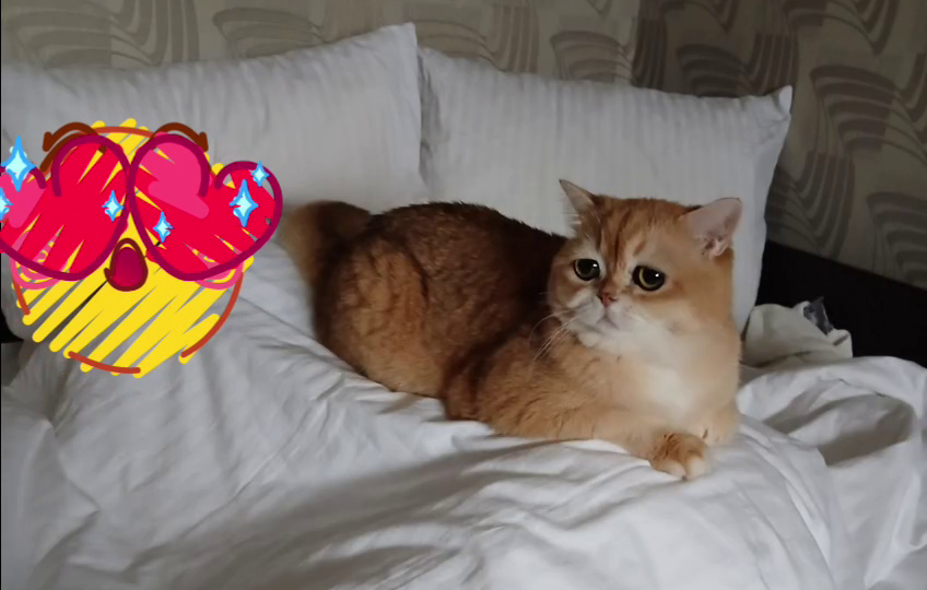 Хроники кота Баси 🐈