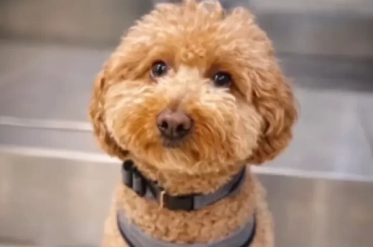    Американка бросила свою собаку в аэропорту после запрета на ее перелет