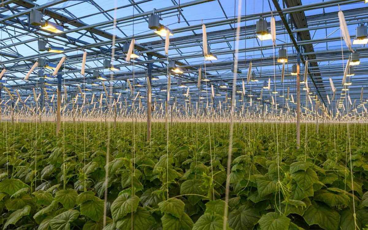    ГК «Горкунов» вложит 5 млрд рублей в расширение тепличного комплекса под Смоленском фото: телеграм-канал Василия Анохина