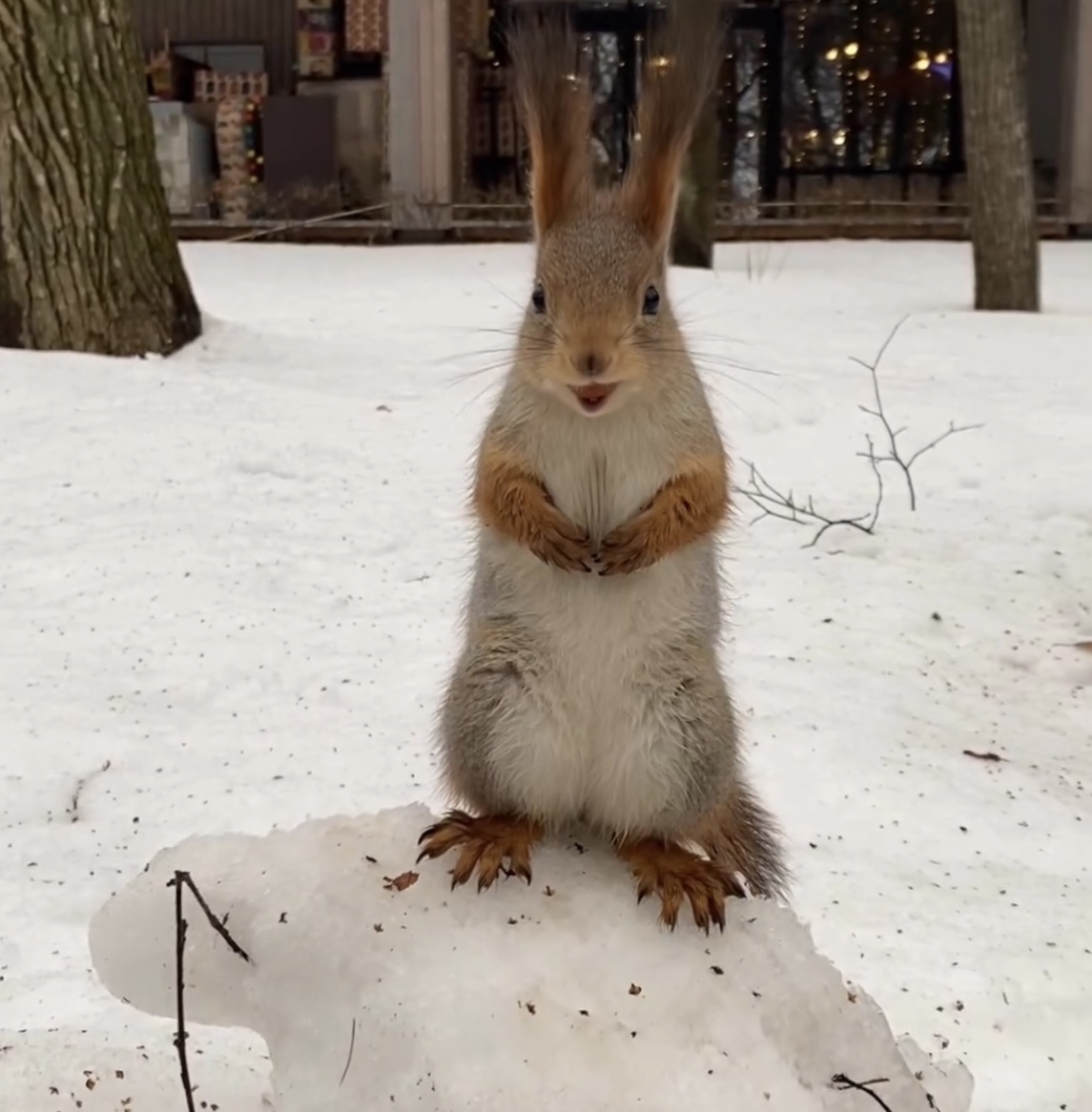 Помните, была такая Белка Минздрава? А вот белка Дептранса. Она пришла!