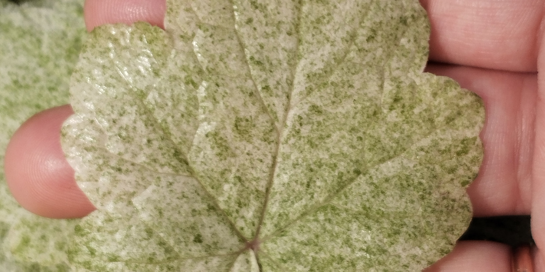 Сама не посажу и Вам не посоветую!! ТОР 11 растений-лузеров! Часть 4 !