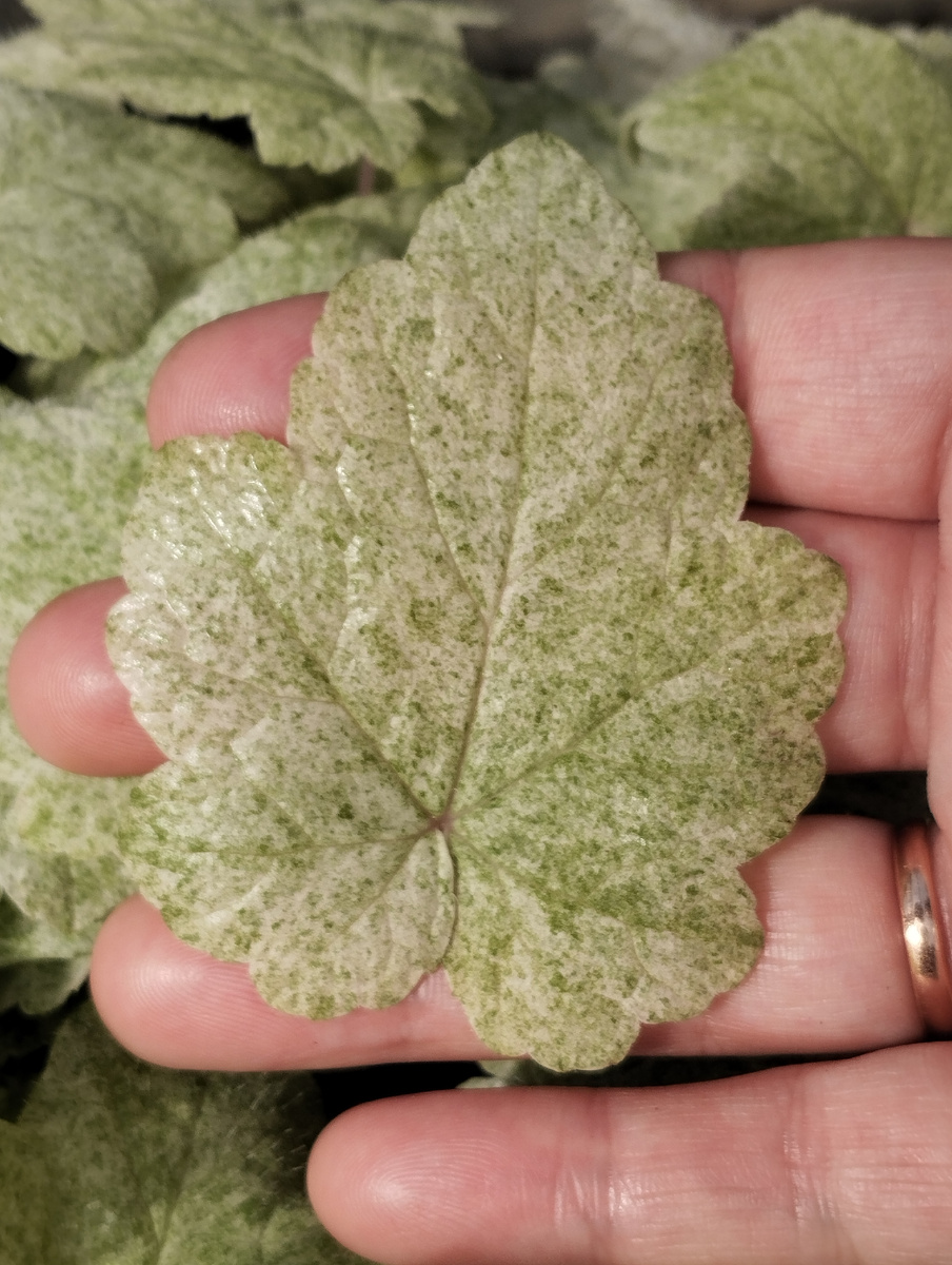 Личное фото автора 