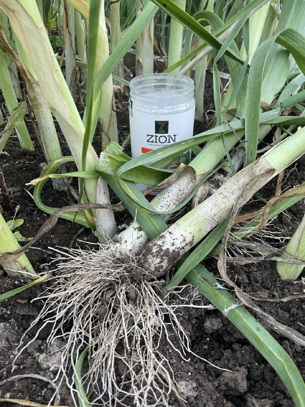 Удобрение для лука-порея