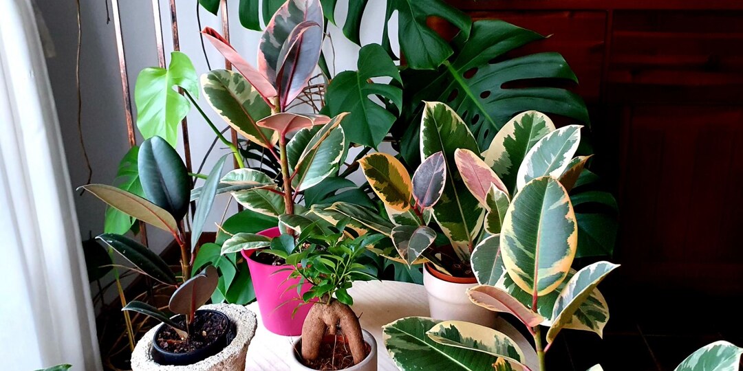 Почему у одних фикус неубиваемый, а у других вечно сбрасывает листья?